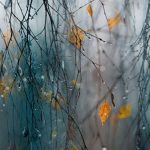 15439159284685817592 1000x669