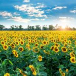 Ff13620c 6276 42de bb17 592888bdb3fa