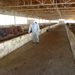 Salyan vaksinasiya 280319