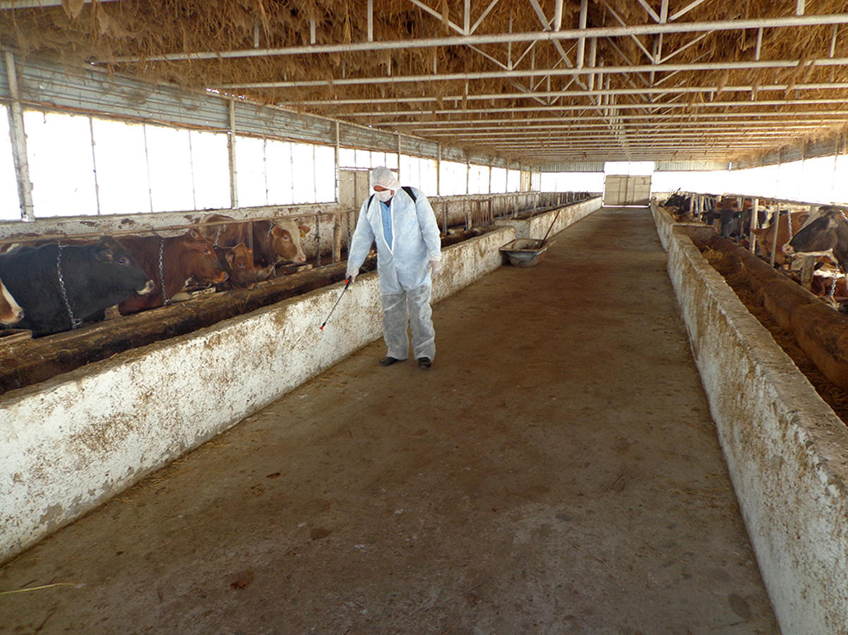 Salyan vaksinasiya 280319