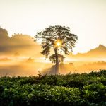 Aa41819c abe3 4c95 9618 5a8e0a7960c6