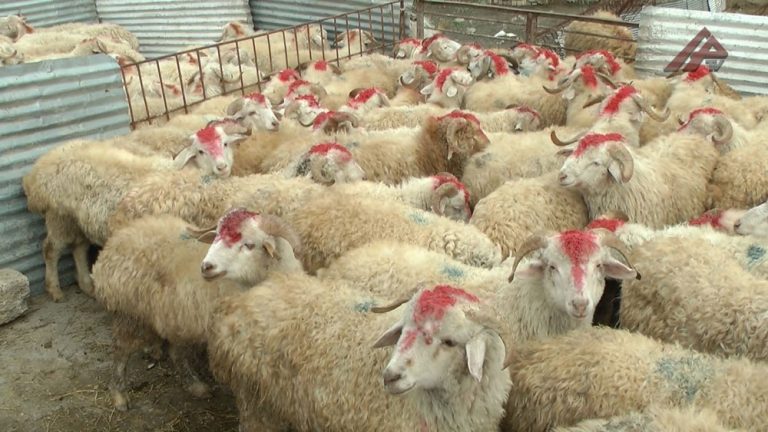Qurban 1000x669