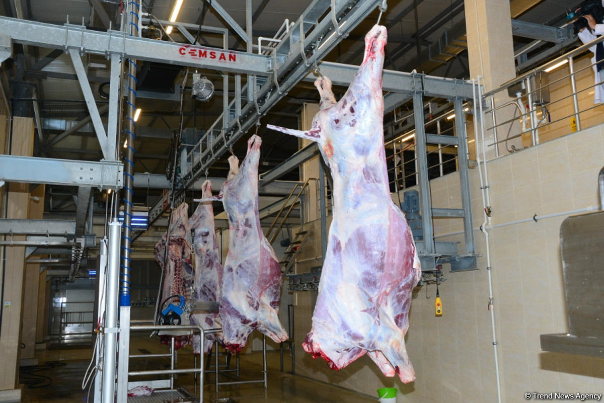 Trend heyvan kesmek 090819