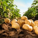 8a7aacce c238 4bcb 802c 656f7765aac6