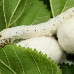 155998249486921108 1000x669