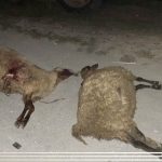 51c2daf1 1573 3863 891d deb4621cdd35