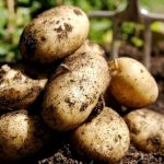 1611217827046 QK7aDYj0