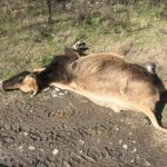 53165013 375261656640837 9024911386337083392 n