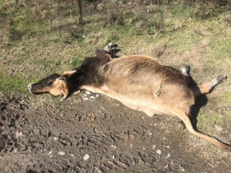 53165013 375261656640837 9024911386337083392 n