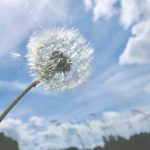 D6a630d5 0e9f 3e5a b219 c9524d1558d2