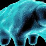 Su ayıları tardigrade