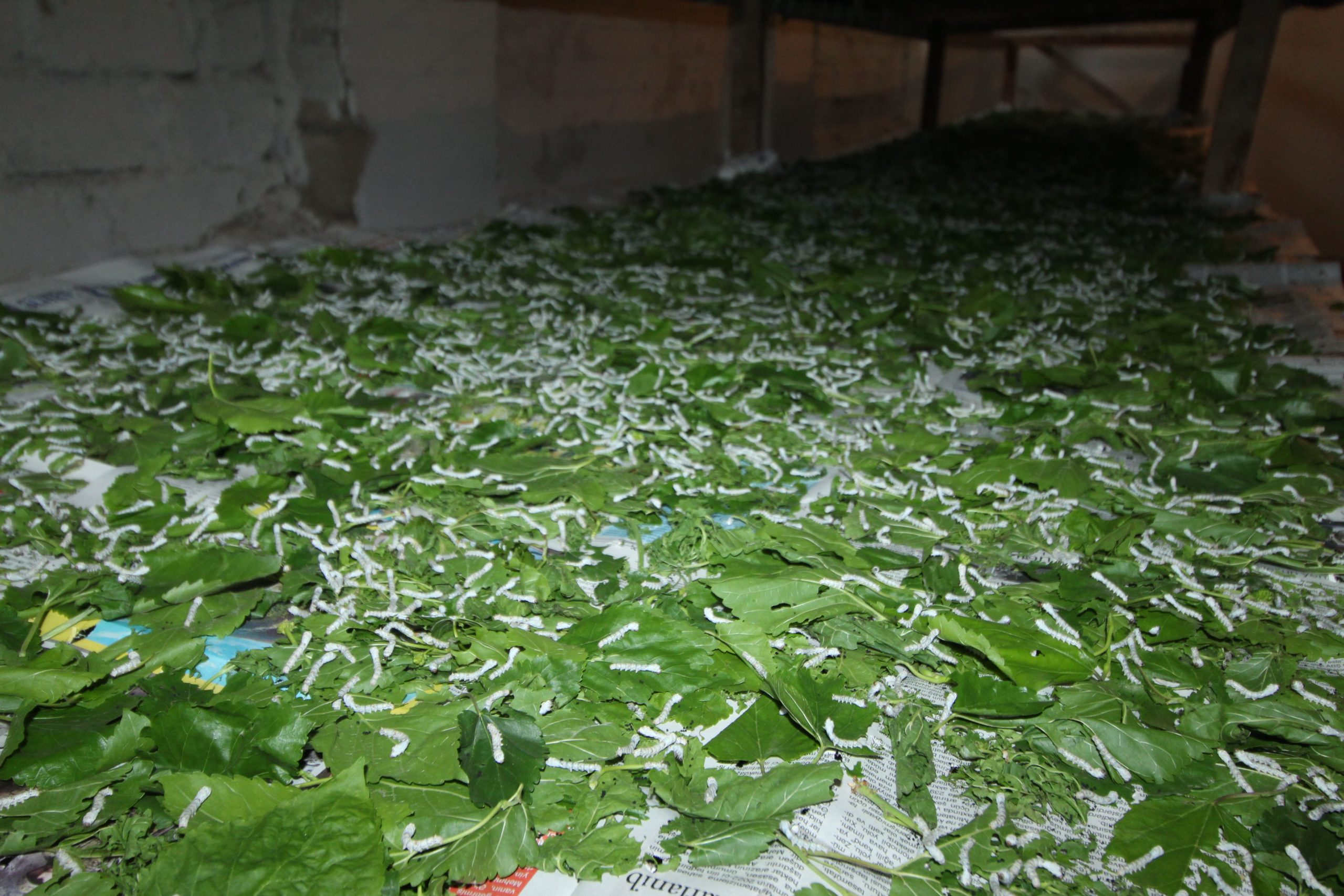 4c89433cffc424810694ca292146419f