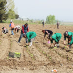 Tovuzda tutun akini 2jpg