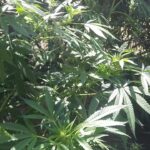 0dedfde5 cc8c 4402 a4c5 841db39d7029