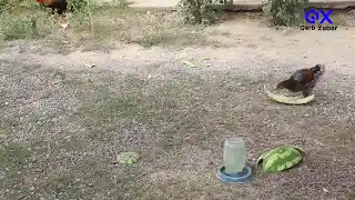 Ağstafa rayon Göycəli kənd sakinləri susuzluqdan əziyyət çəkir