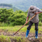 Male farmer who is using shovel dig soil his rice fields 1150