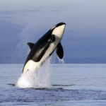 63577d685750863577d6857509166667812063577d685750663577d6857507