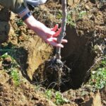 Yablonya rudolf opisanie primenenie i agrotehnika