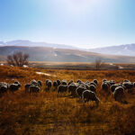 3d8fc9d0862e9fb9752319fa1945972f