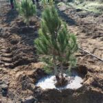 F2dfc129ce 1647133552 agacekme aksiyasi