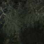 64df154e8703964df154e8703a169234158264df154e8703764df154e87038