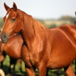 98913d43 2d1b 3cb6 89bf 9883a20192bc