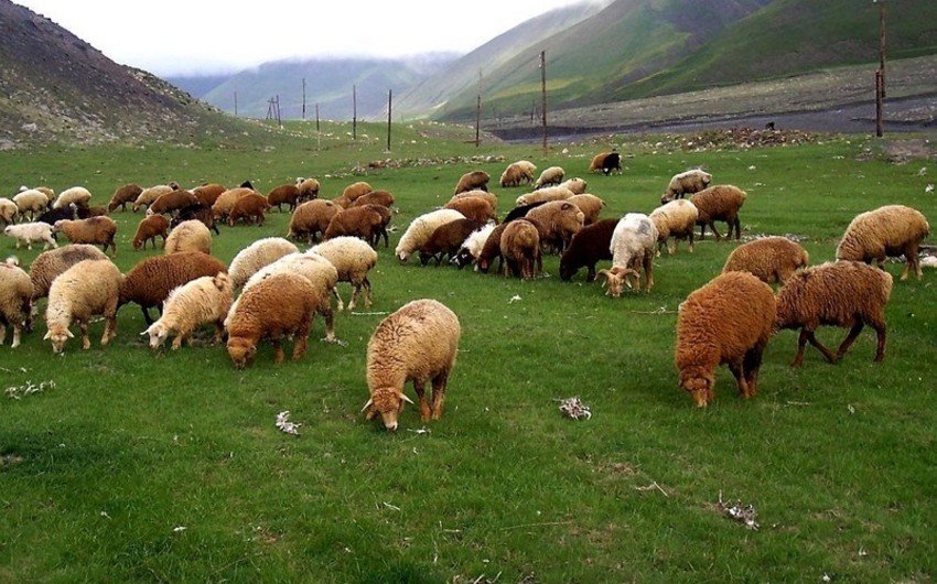 Eb5ae29f 5c99 3cf9 9b3e efd141ad6169