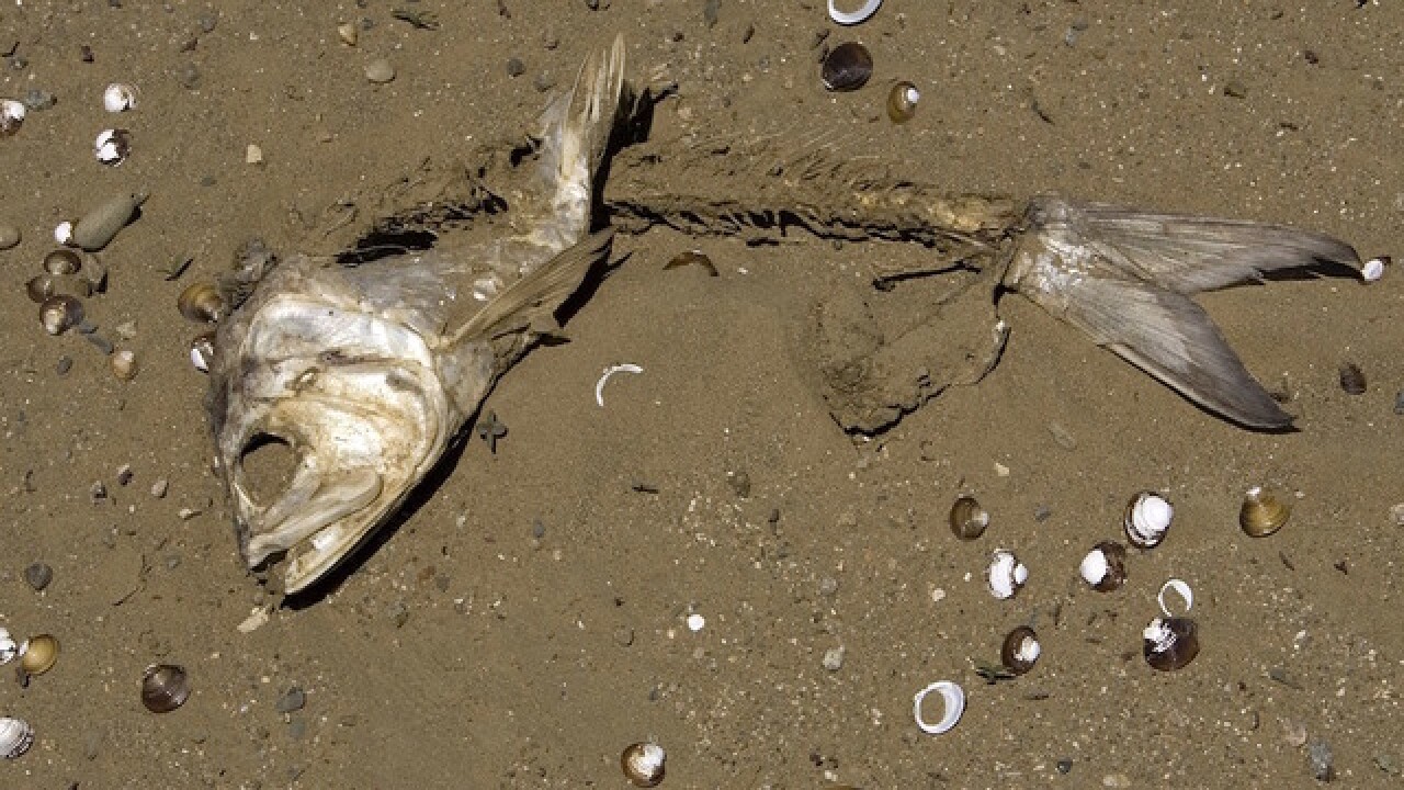 Indir 2024 06 20T104237.674