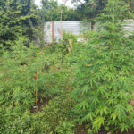 66a87c3a26fcd66a87c3a26fce172231788266a87c3a26fc966a87c3a26fcb