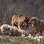 680bcc8741023680bcc87410241745603719680bcc8741021680bcc8741022