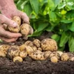 Indir 2025 05 17t124131.671