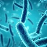 What are bacteria placeholder 1